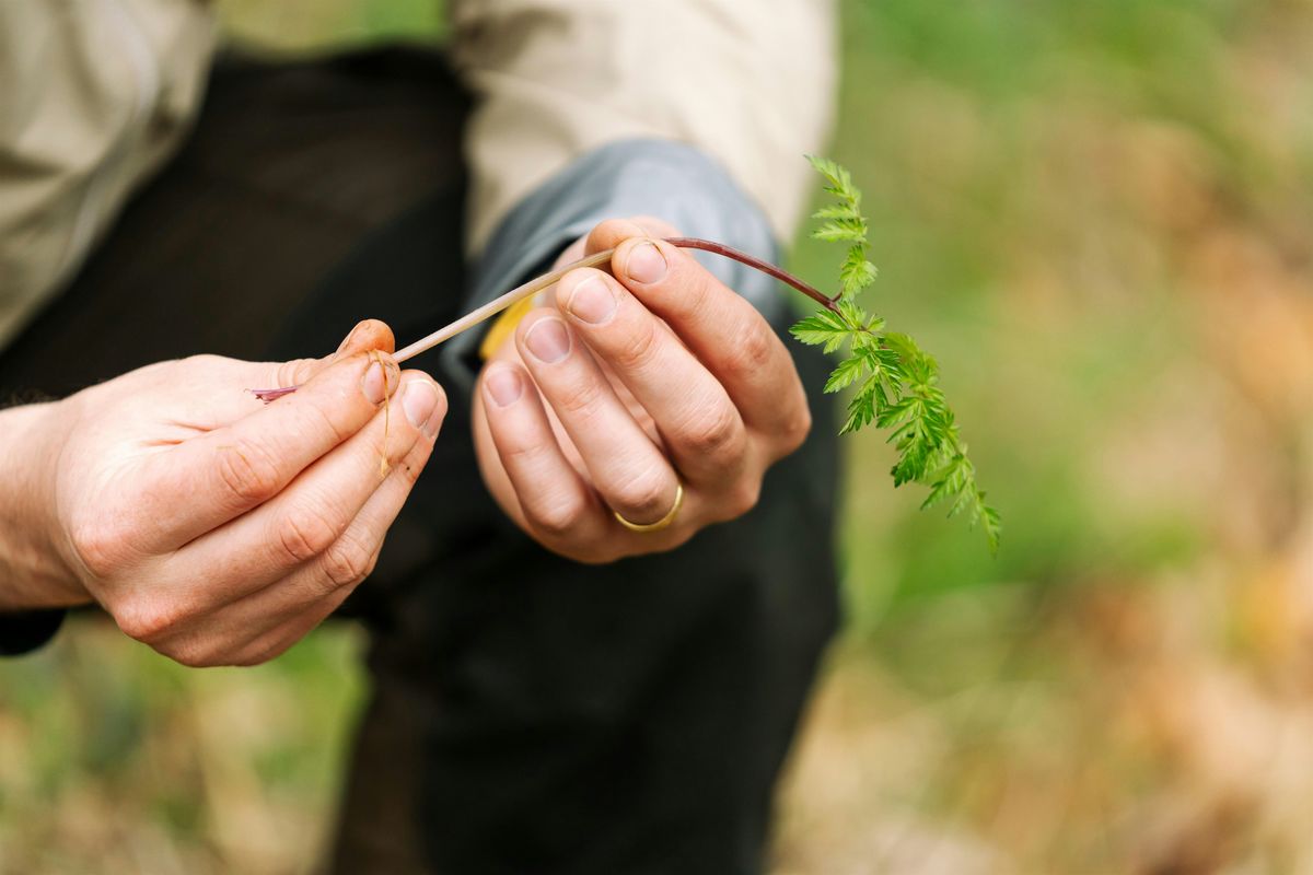 FORAGE & NIBBLE in Chorlton