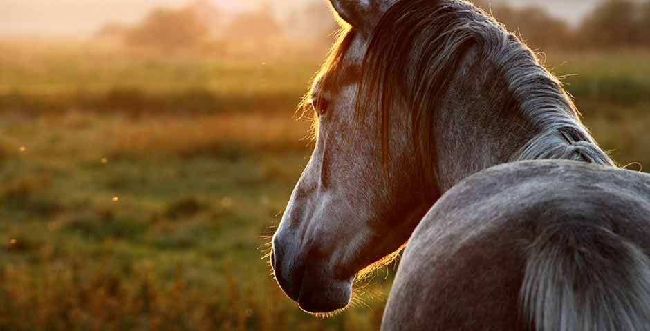 Horses & Poetry: Creativity & the Practice of Mindfulness