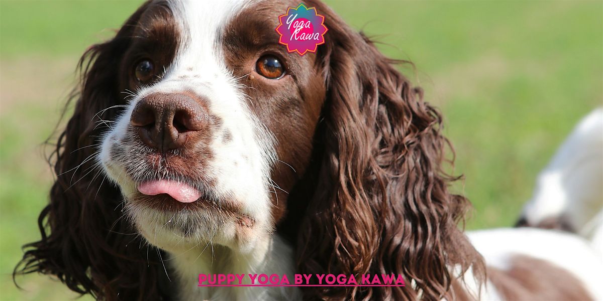 Puppy Yoga (Family-Friendly) by Yoga Kawa Toronto Springer Spaniel Dawn