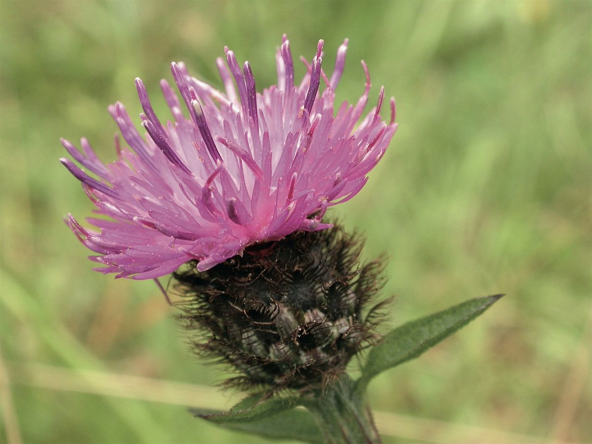 Wildflower Identification