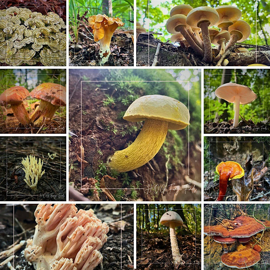 Mushroom Foraging Adventure: Hikes Of Georgia Workshop