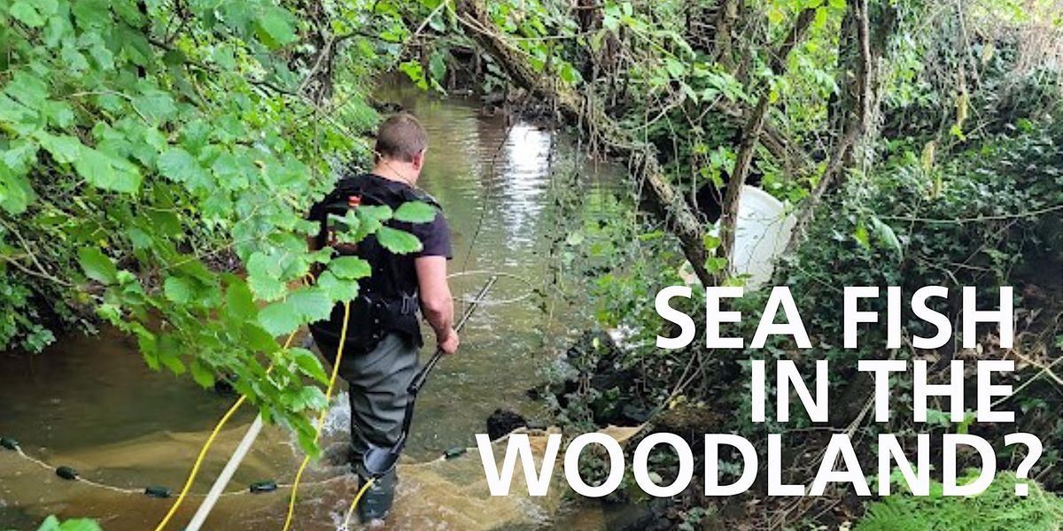 The Secret Life of the Blackwater and North New Forest Streams