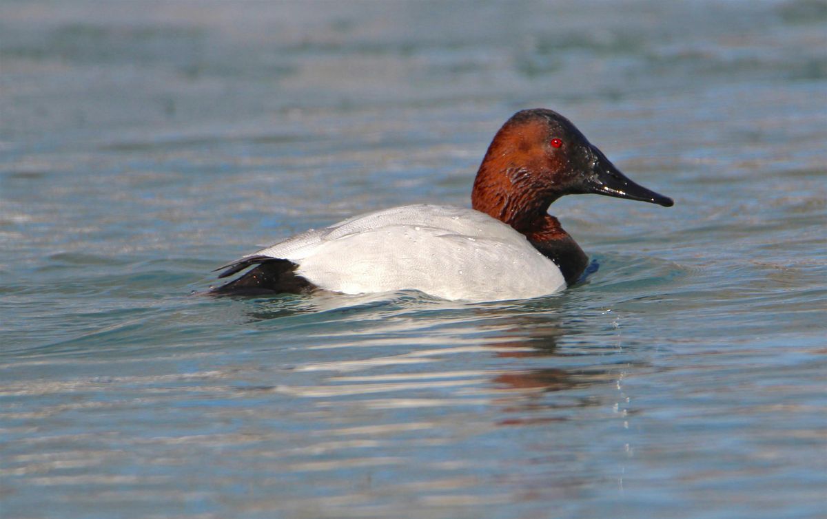 Belle Isle Winter Birding