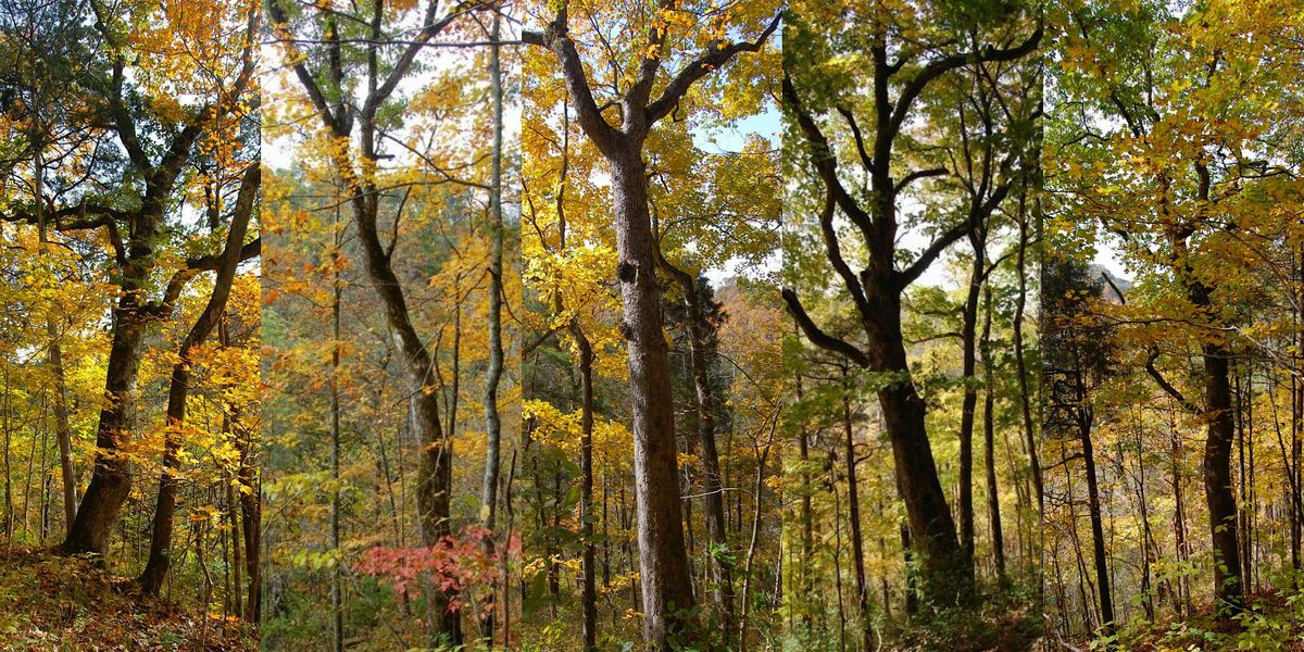 Floracliff\u2019s Sentinels: A tour of the sanctuary\u2019s old oak trees