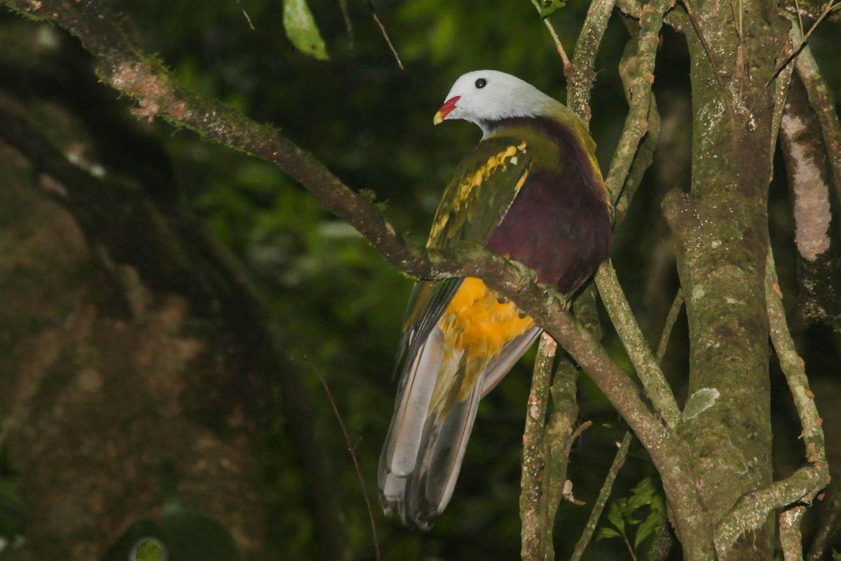 Summer Bird Survey - Mary Cairncross Scenic Reserve