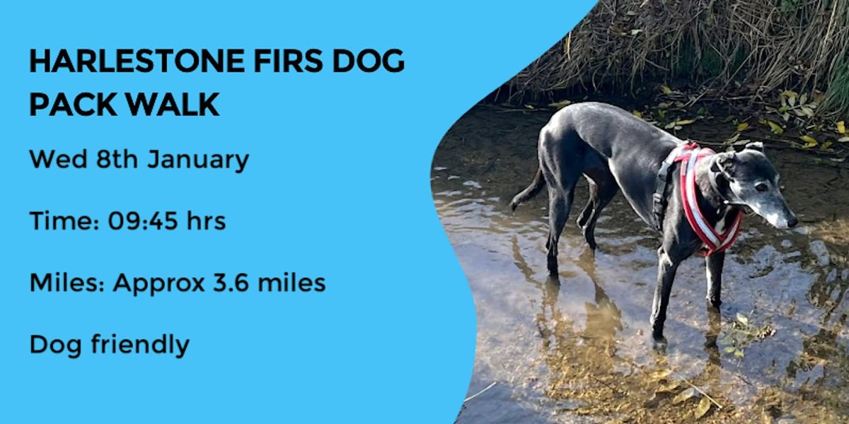 HARLESTONE FIRS DOG PACK WALK| 4 MILES | MODERATE | NORTHANTS