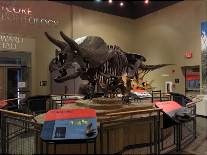 Burpee Museum's 2024  Dino Day Camp: Friday, July 26th, 10am - 2pm