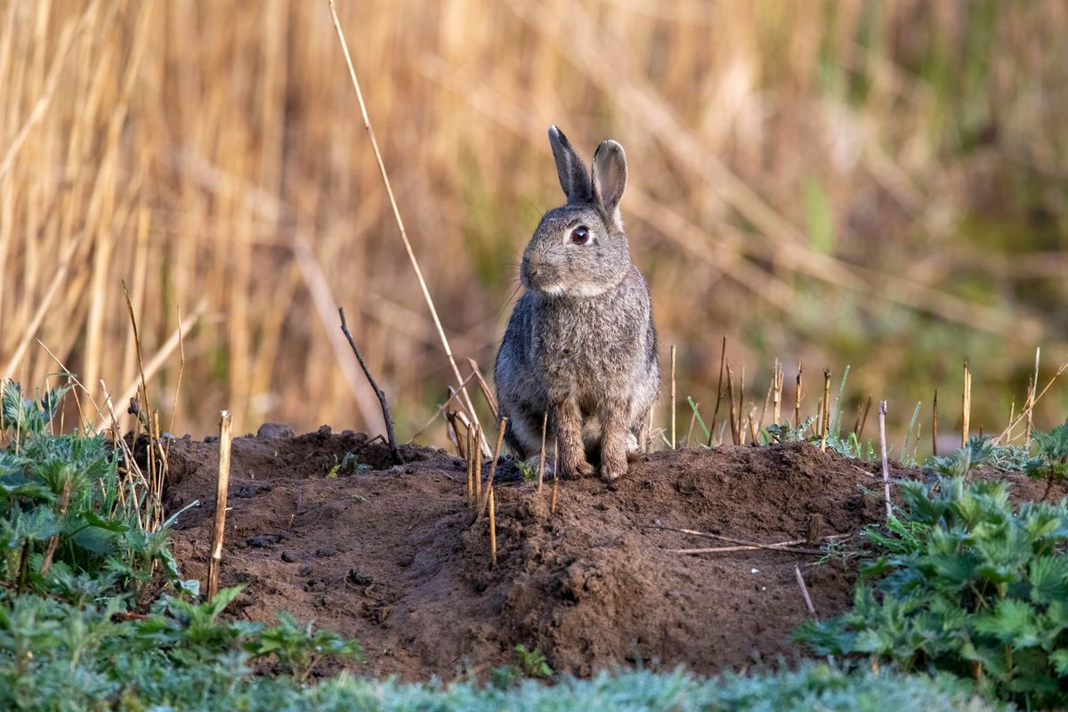 Rabbit control information session  - Woodside