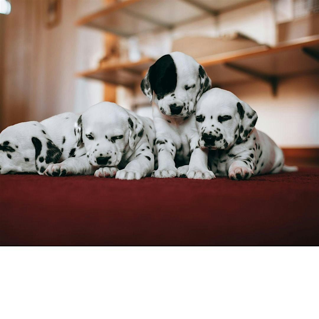 Puppy Yoga with Dalmatians in Toronto