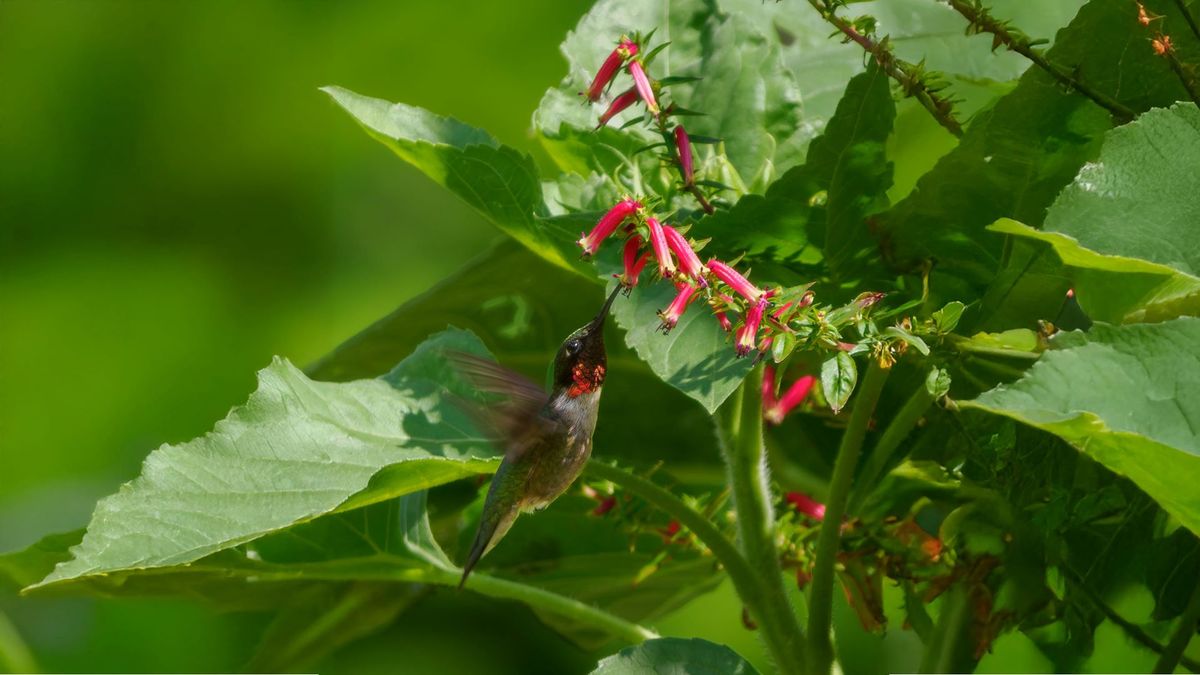 Conf\u00e9rence | Jardiner pour les colibris