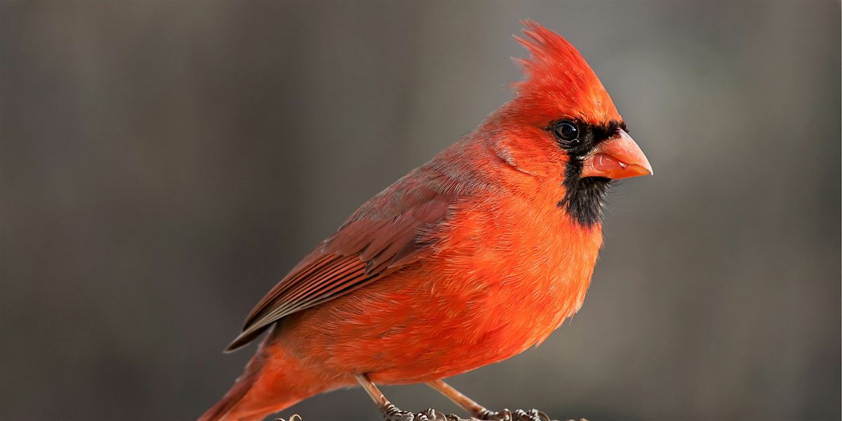 Backyard Birders 4-H Camp