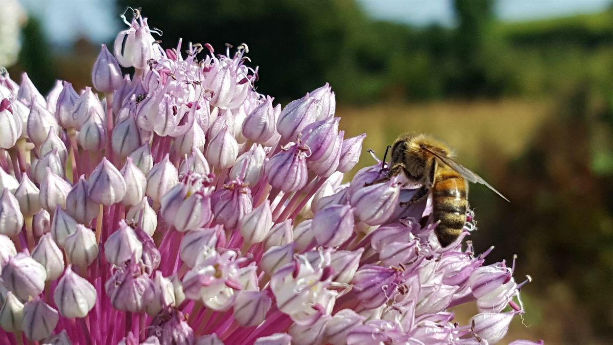 Beekeeping Improvers 2025