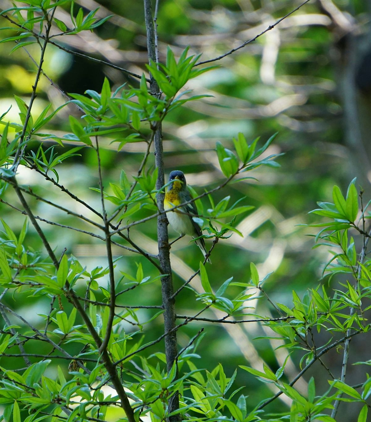 Feminist Bird Club: Guided Birding at the Naval Cemetery Landscape