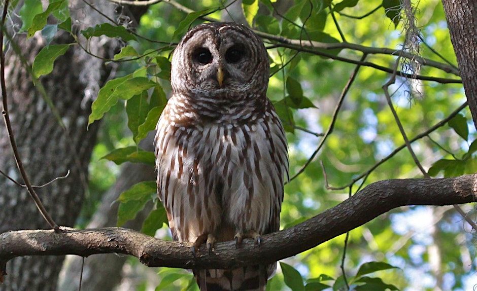 Owl Prowl at Tomoka State Park