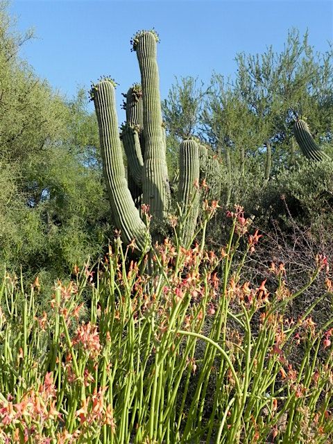 Sonoran Native Plants is a University of Arizona Campus Arboretum tour.