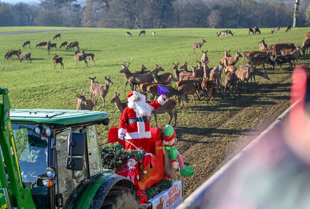 Watch Santa Feed the Deer