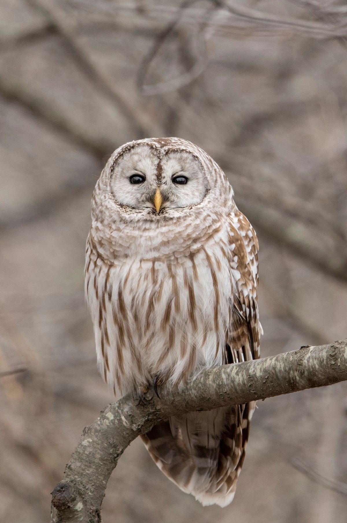 Owl Prowl for Adults