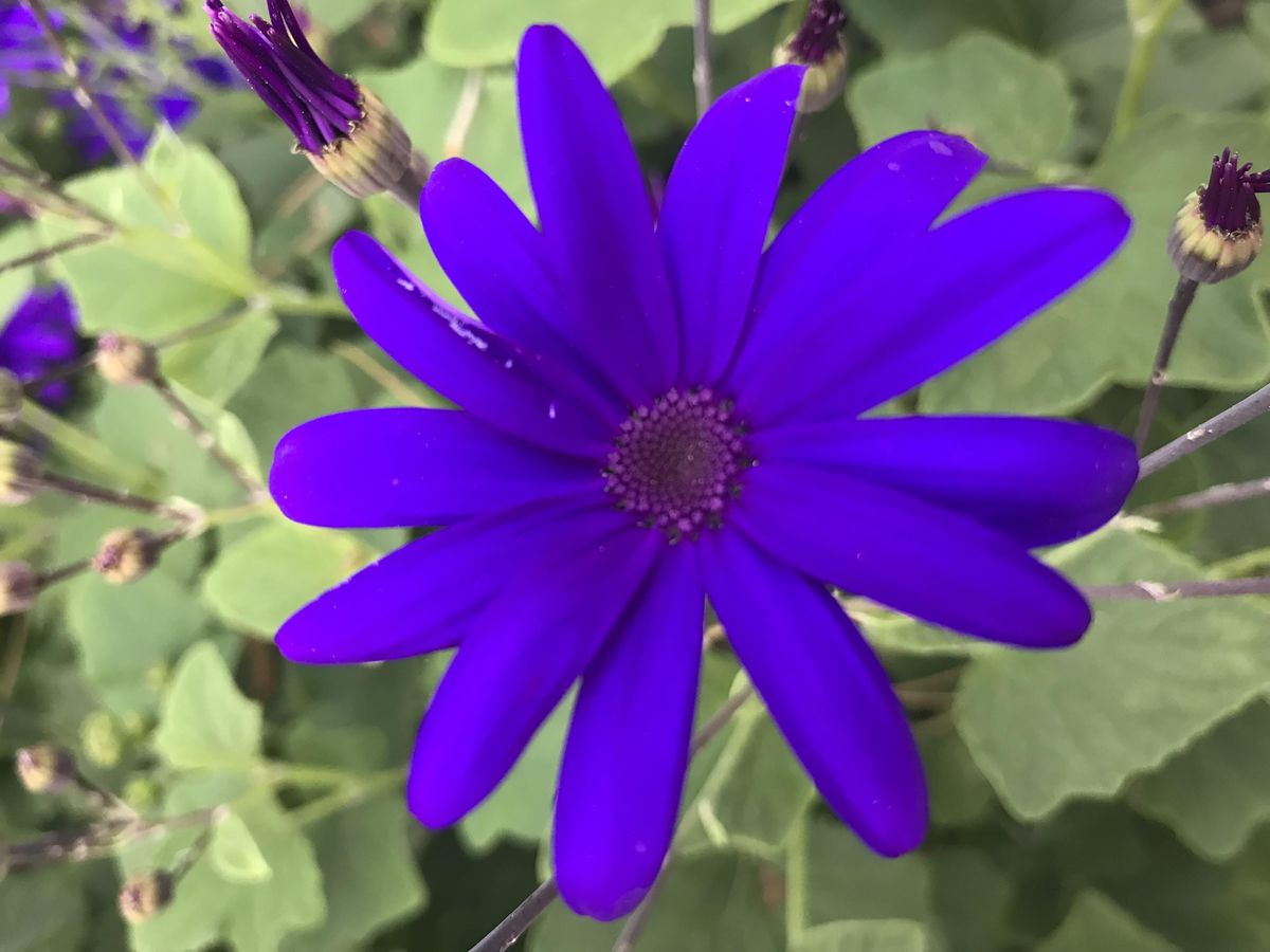 Singing Plants and Gong Sound Healing