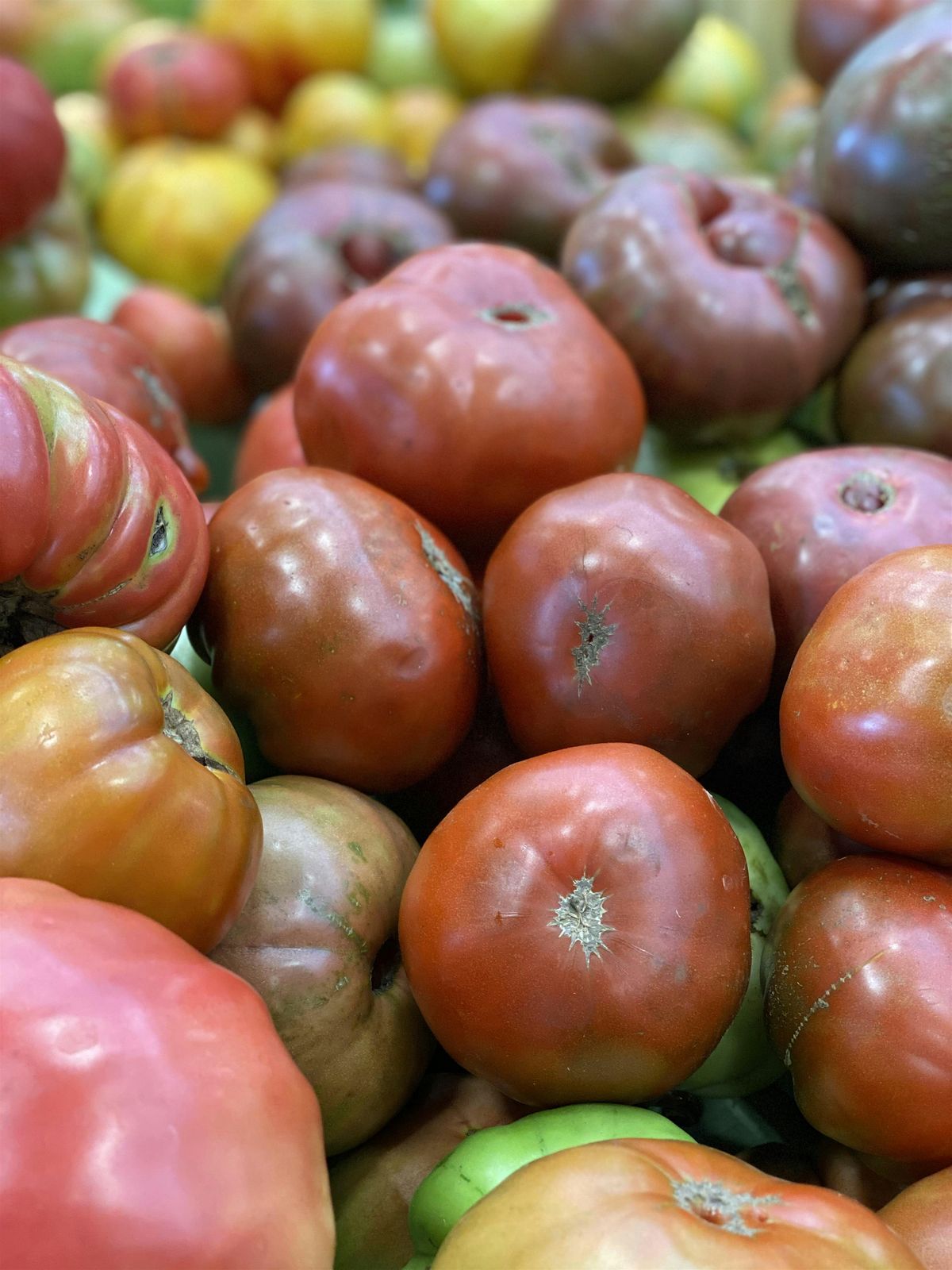 Preserving Tomatoes- Asheville