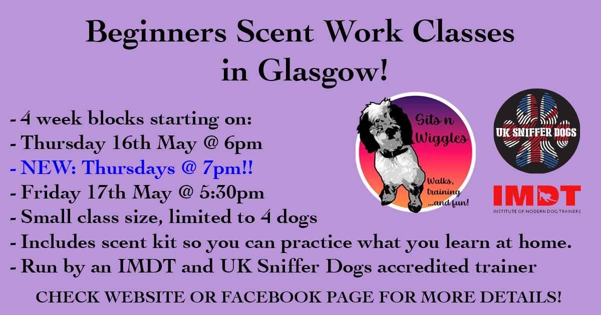 Beginners scent work! Thursday and Friday evenings in Glasgow!