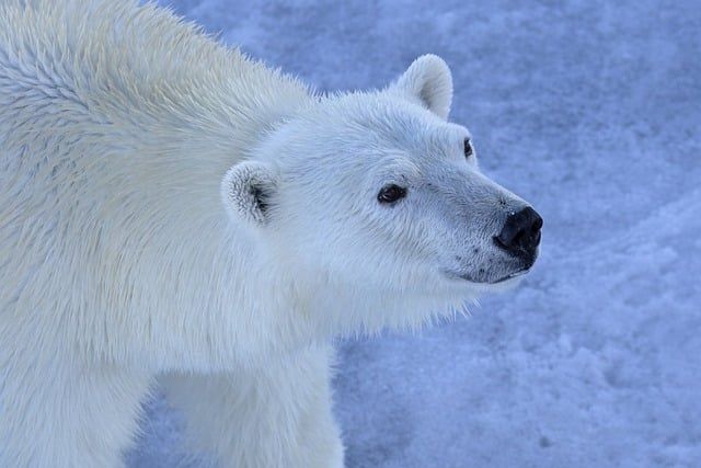 Maker Lab: Arctic Antics (registration required)