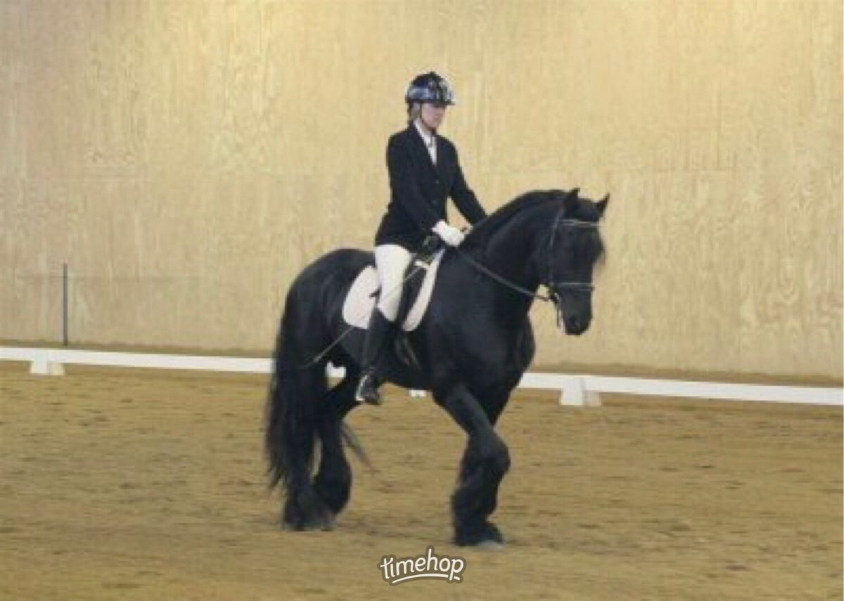 SDDA Schooling Show, Rapid City- Judge Courtney Graf