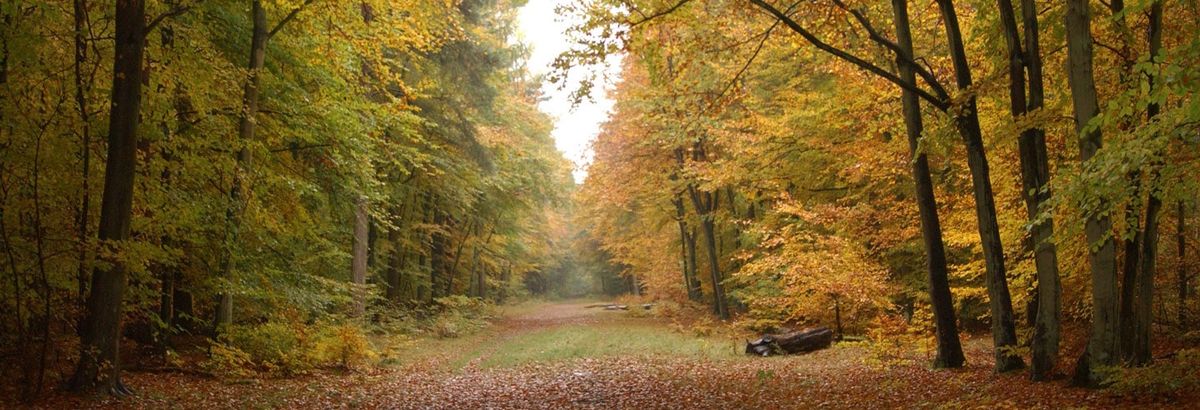 Thetford Forest Walk 