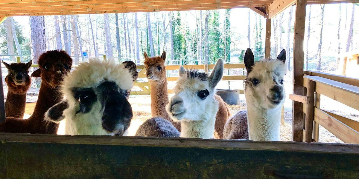 Memorial Day Alpaca Barn Tour at Creekwater Alpaca Farm
