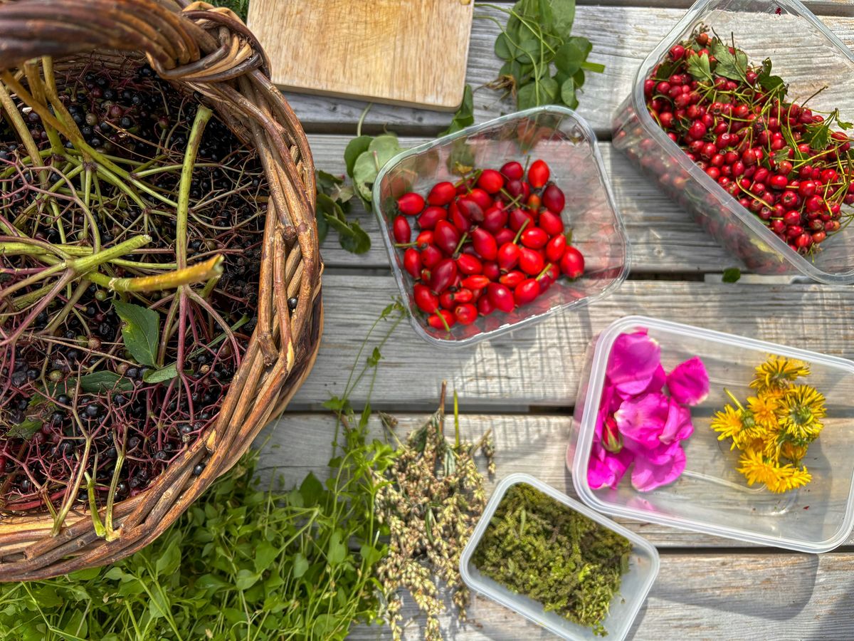 Wild Food Forage and Feast - Bountiful Berries