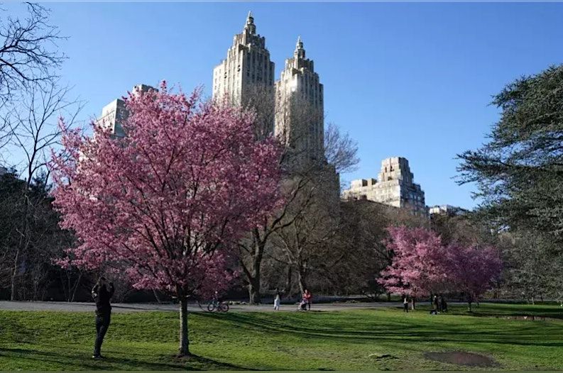 Afternoon Hike: Cherry Blossoms in Central Park