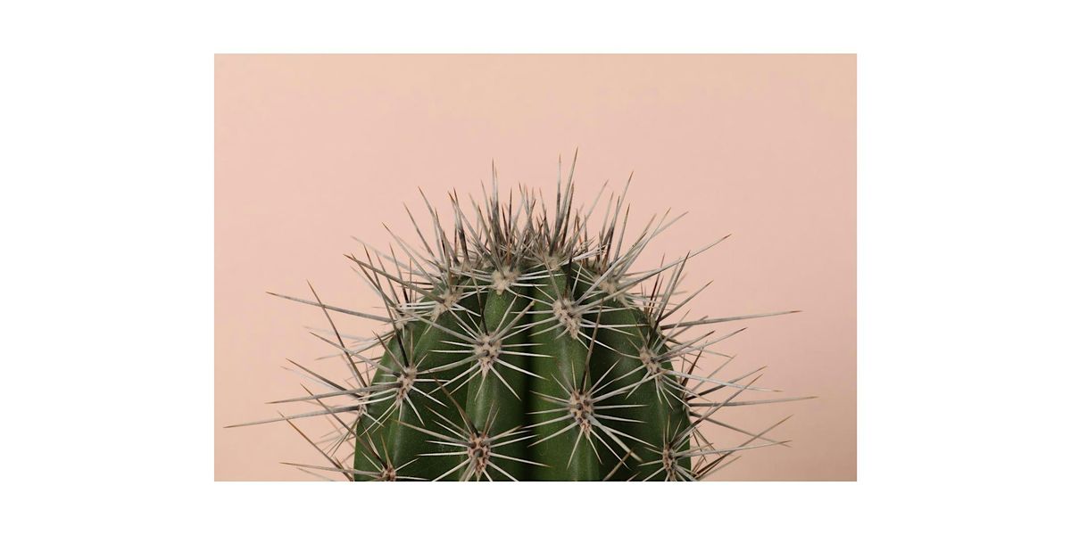 Cactus or Succulent Dishgarden