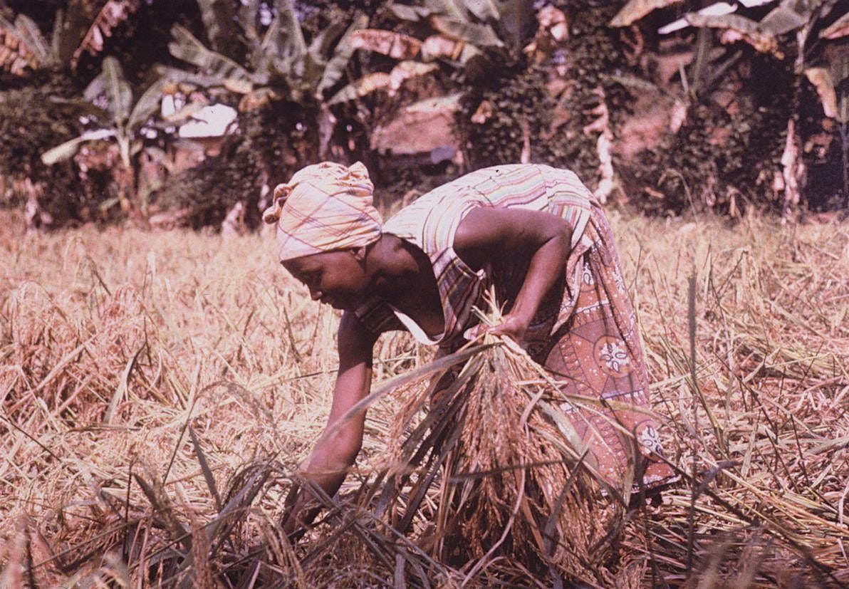 Lecture: African Food Legacies in the Americas