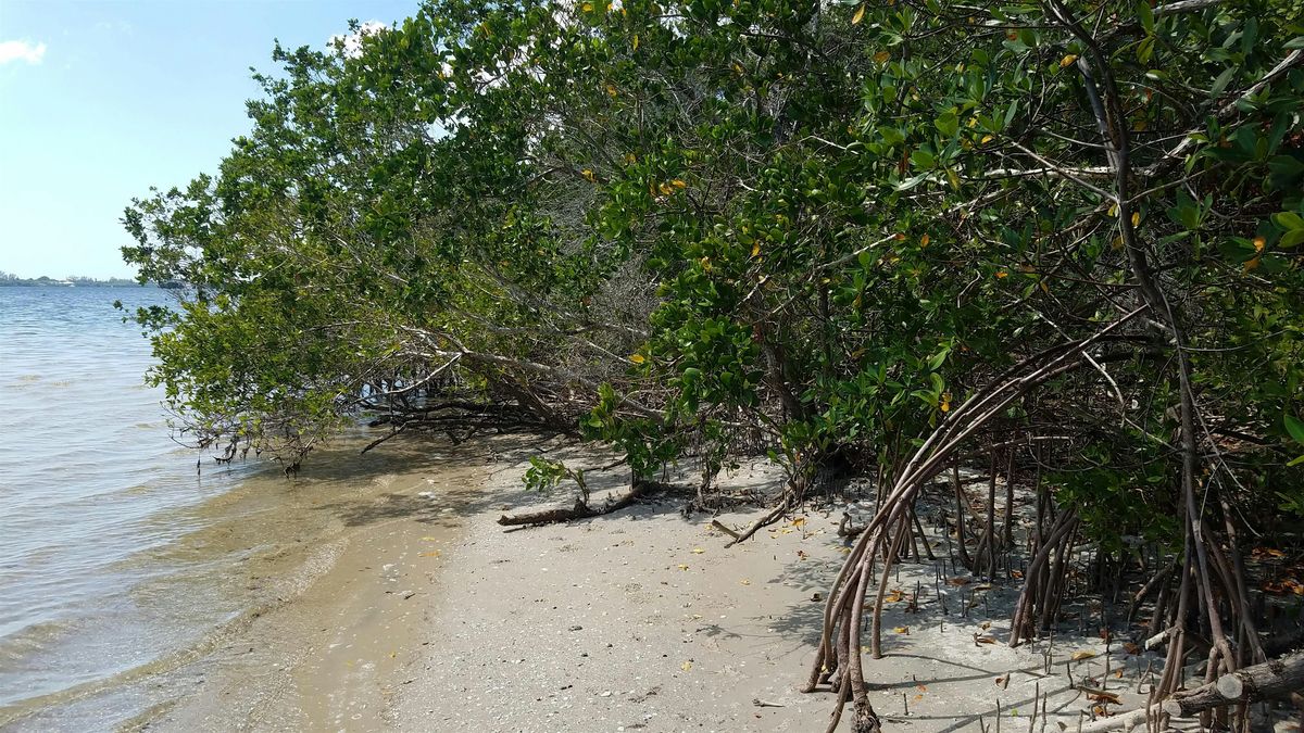 EcoWalk: Mangroves