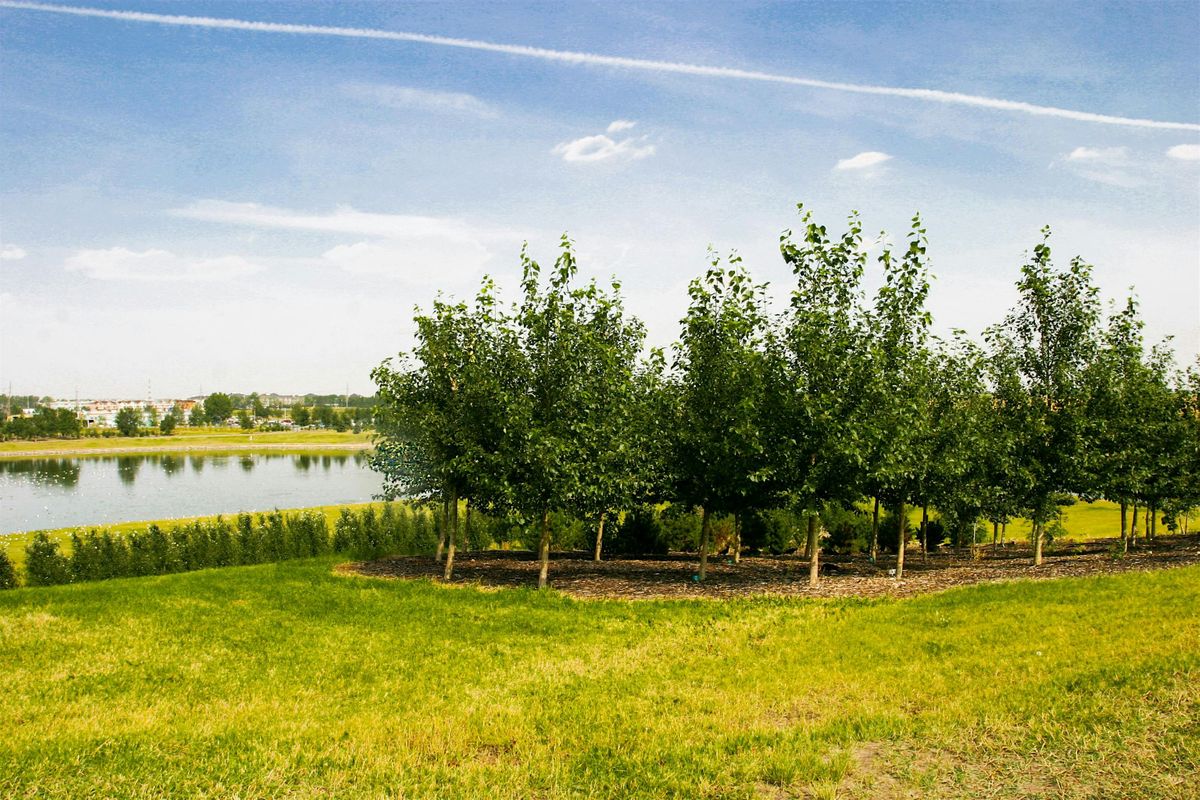 YYC Trees: Edworthy Park Tree Tour - Guided Walk