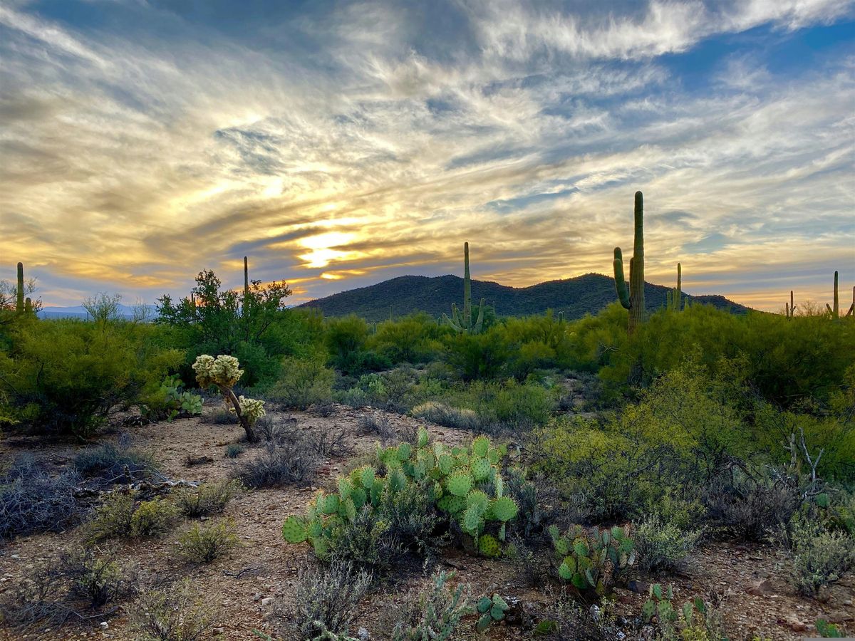 Wild Innovation: A Biomimicry of Saguaro National Park (Multi-Day Workshop)