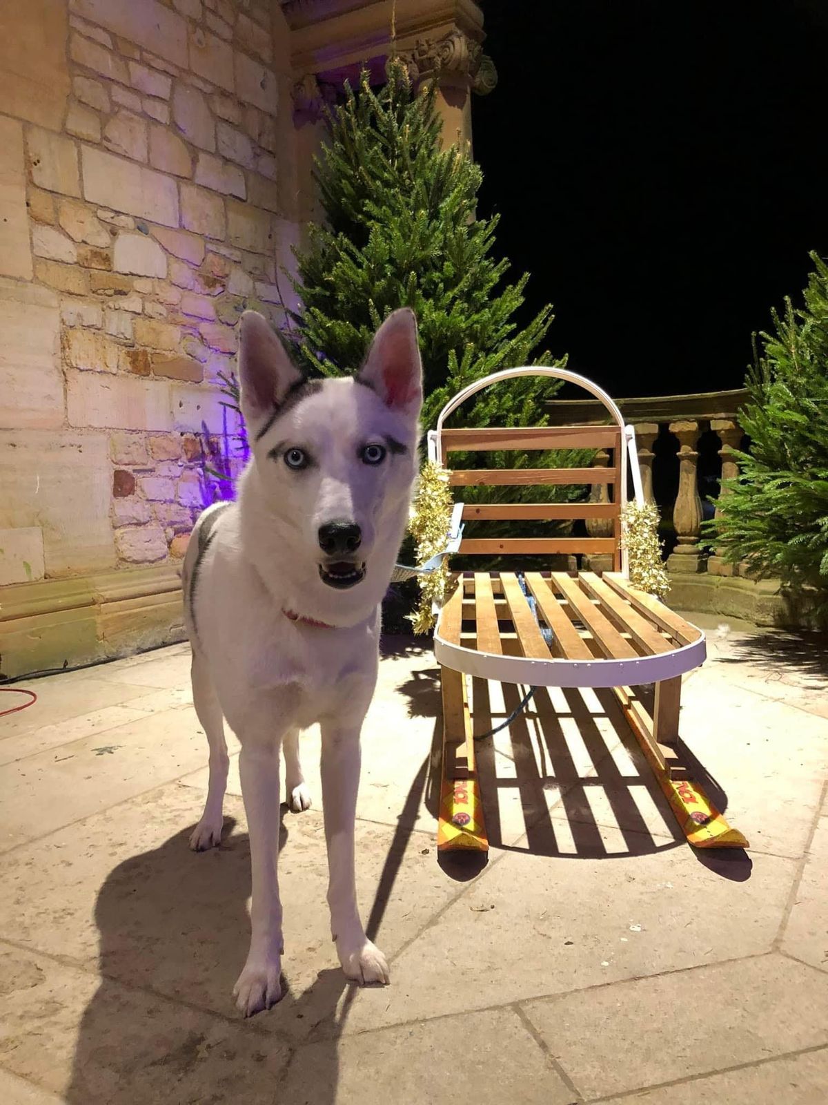 South West Dog Racing Club at Marldon Christmas Tree Farm