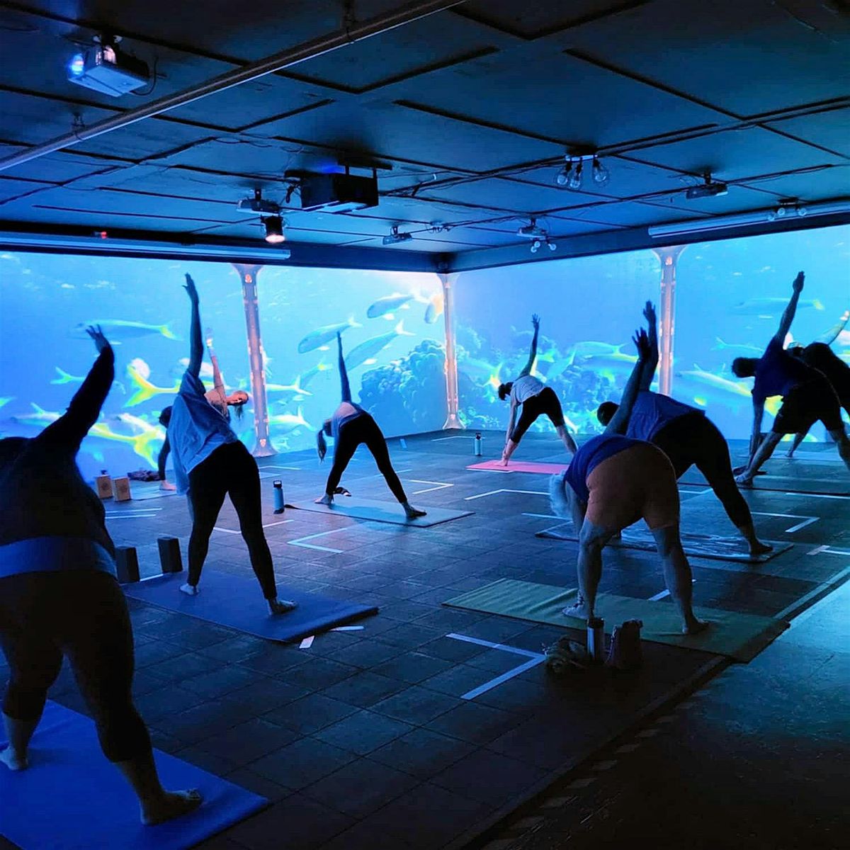 Immersive Yoga: A Beginners Journey