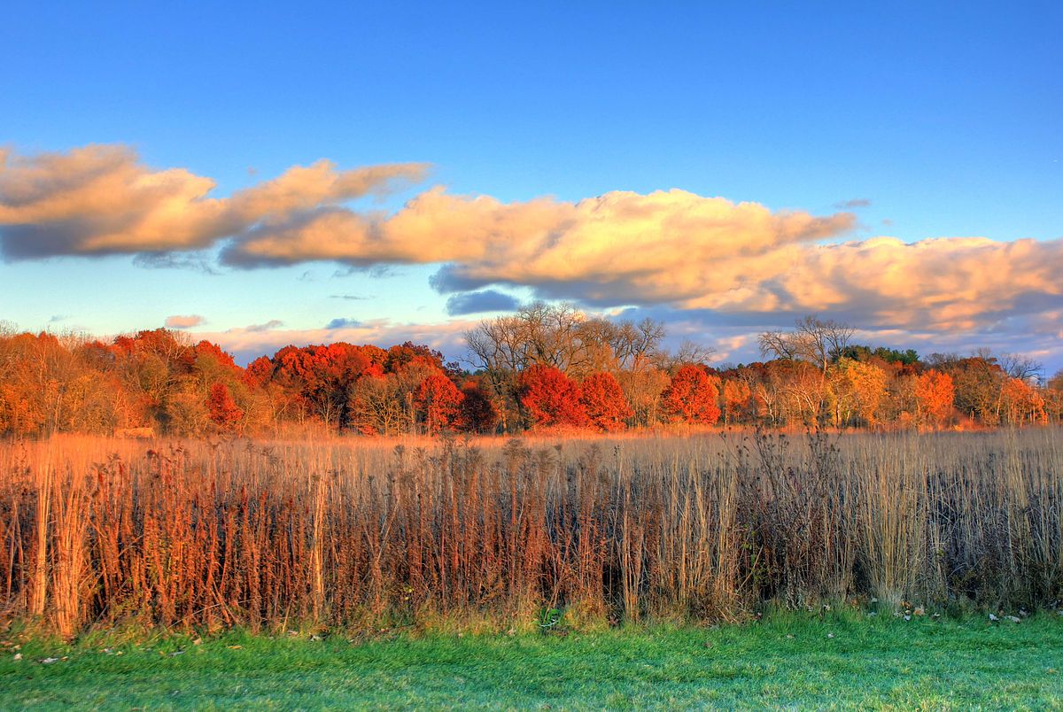 FALL COLOR! Sketch Together at UW Arboretum