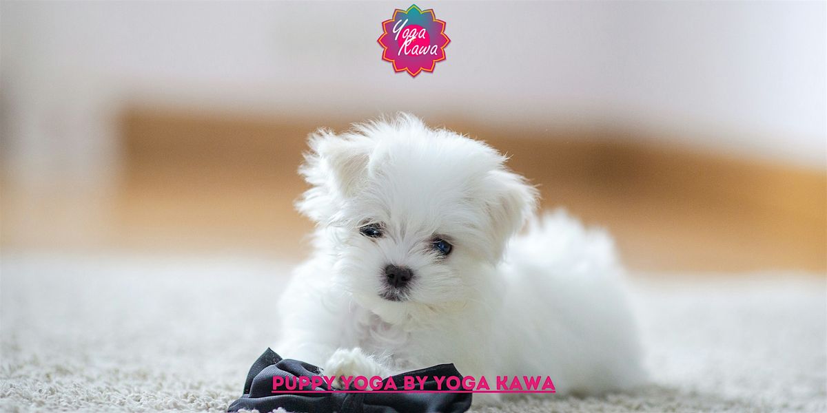 Puppy Yoga (Family - Friendly & Adults) by Yoga Kawa Hamilton Maltese Puppy