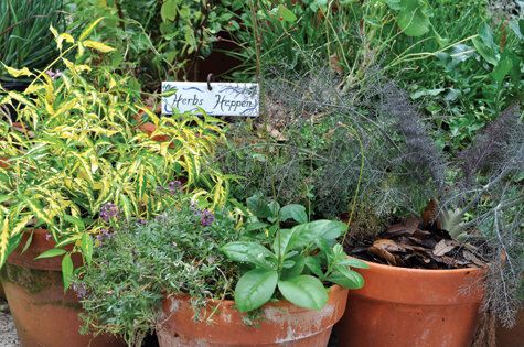 Growing Medicinal Herbs in Florida - How To Start Planting in Your Backyard (Two Part Series)