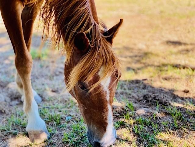 Equine Pasture Management