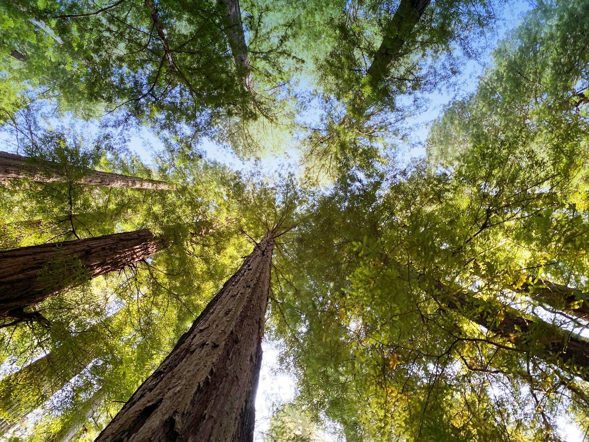 Growing a Greener Future: The Impact of Expanding Boynton Beach's Tree Canopy