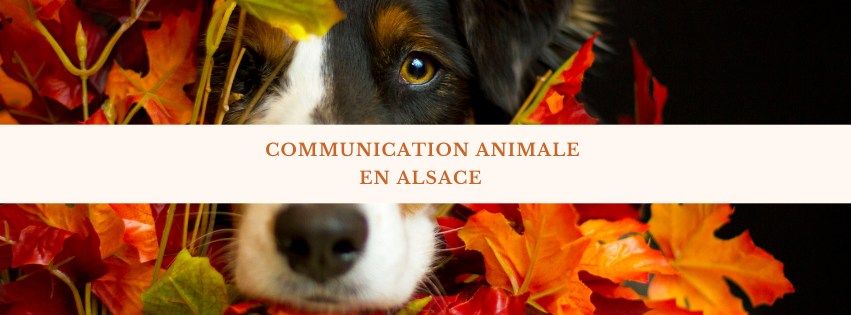 Initiation \u00e0 la communication animale 