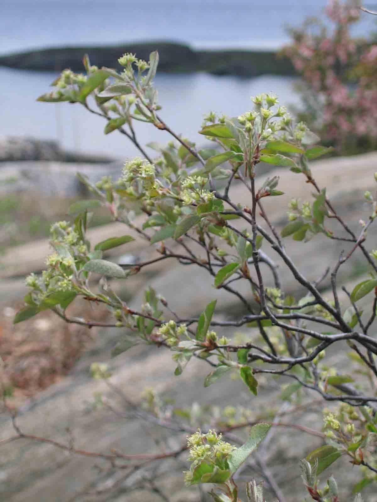 Spring Wildflowers of Pelham Bay Park, Bronx