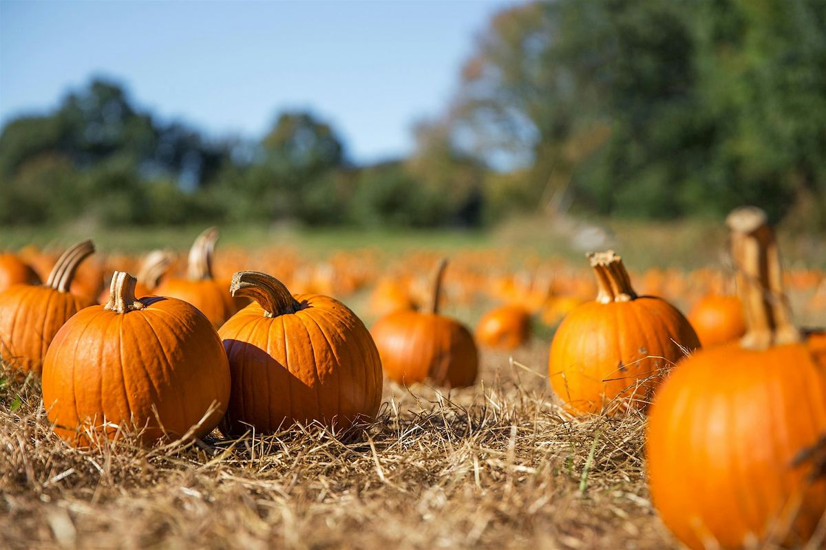 Pumpkin Patch Painting Class