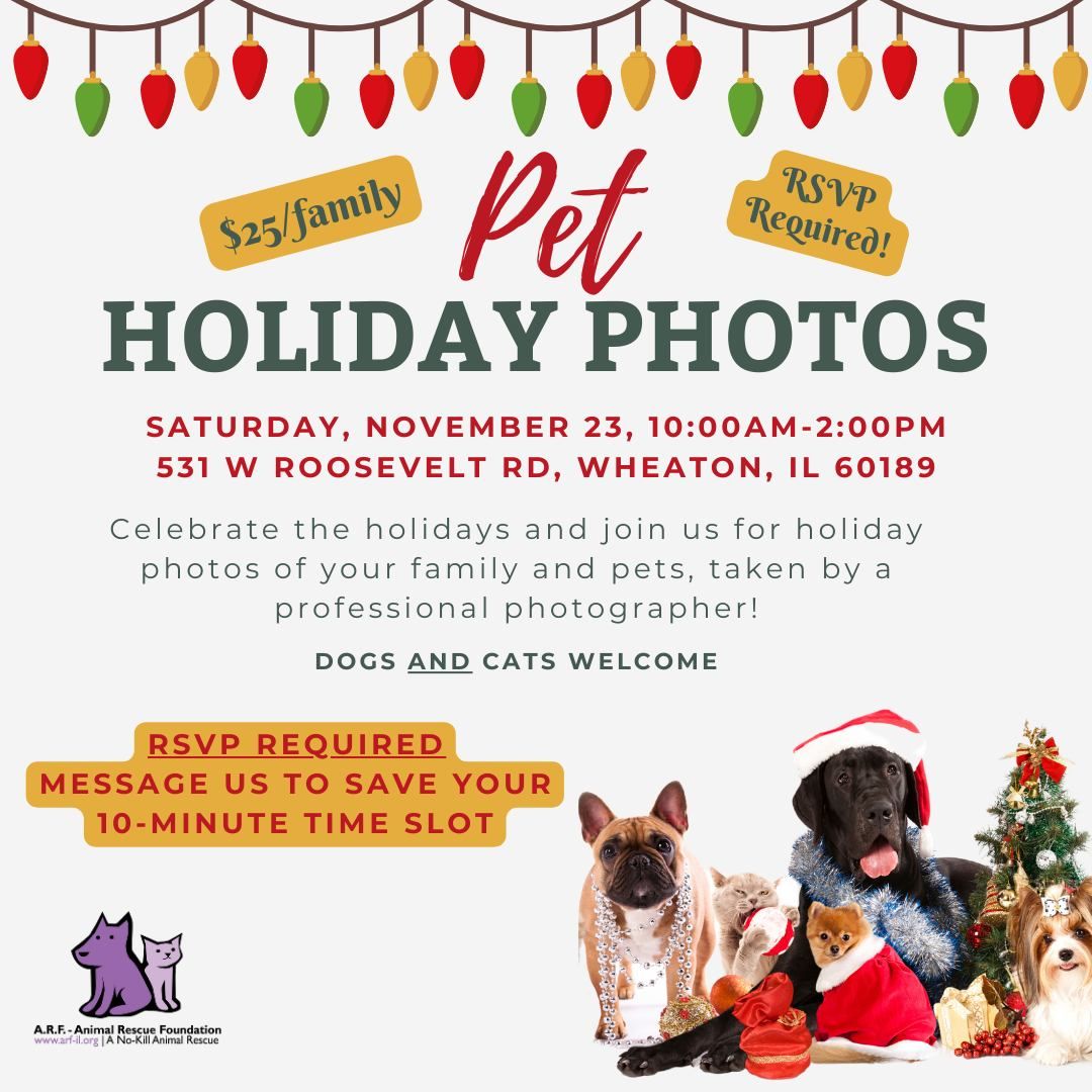 A.R.F.'s Pet Holiday Photoshoot