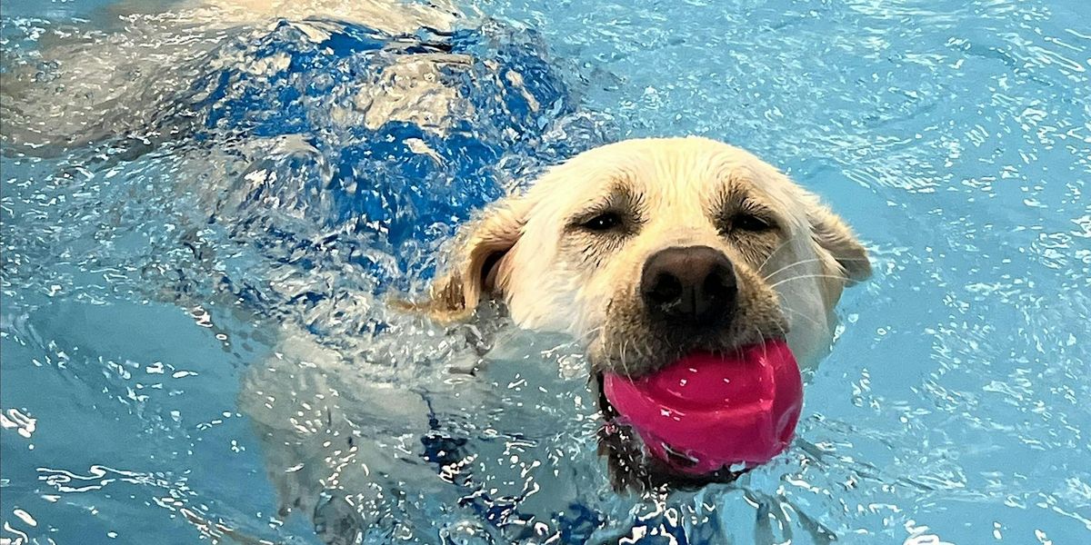 Introduction to Canine Hydrotherapy for Professionals