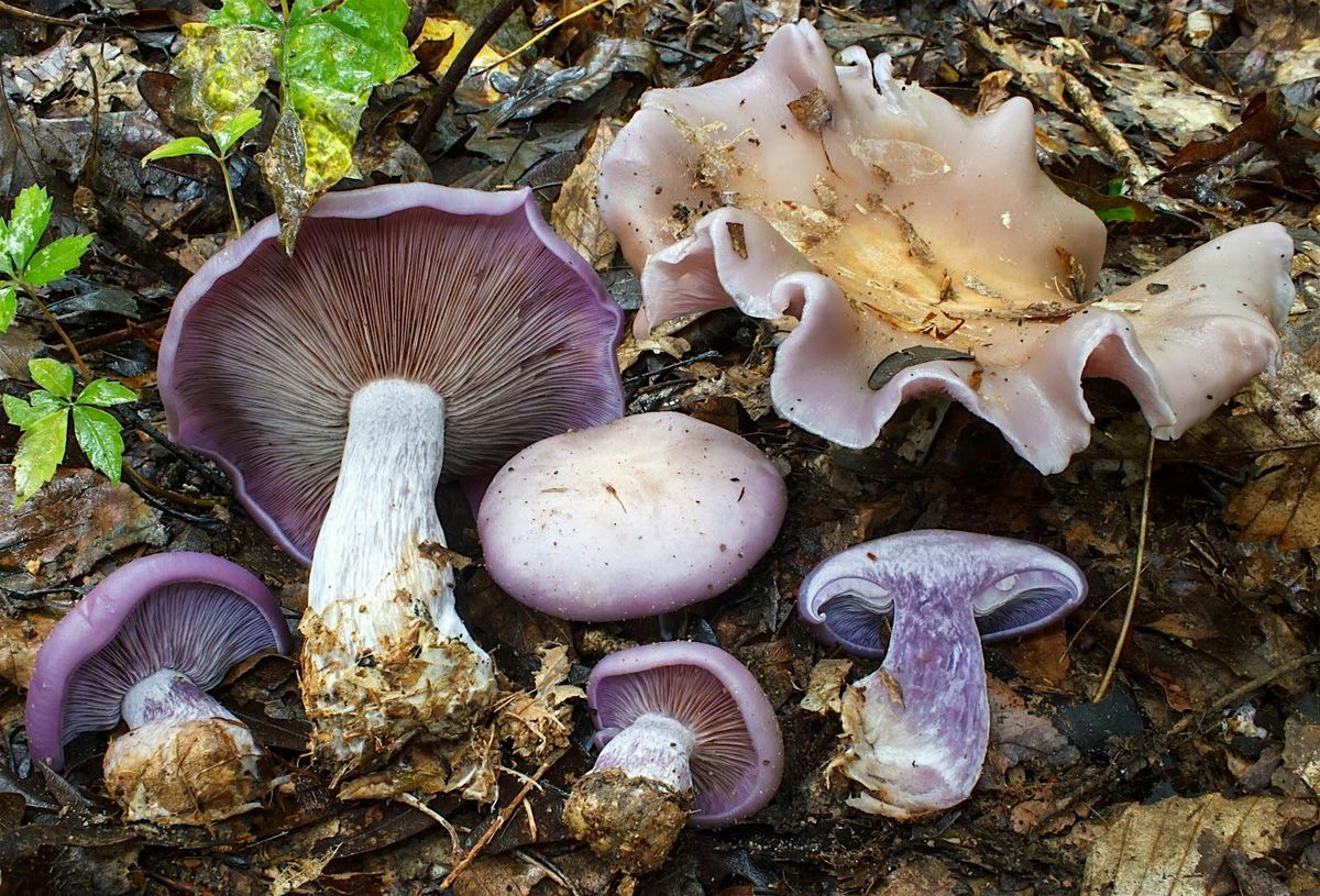 Intro to Mushroom Identification