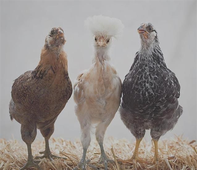 Three Chickens Confront Existence
