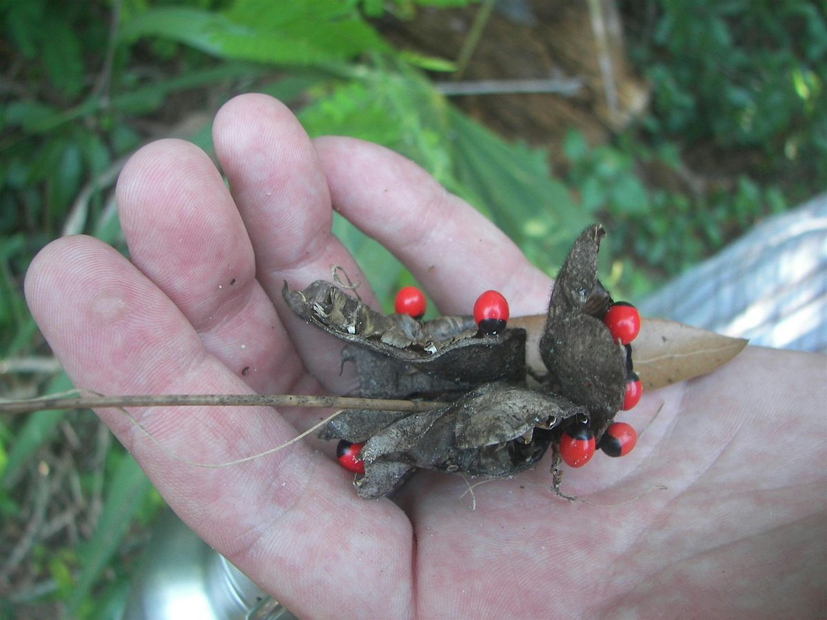 Invasive Plant Removal